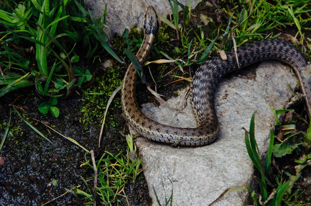 En brun och tan-randig snok hoprullad på en sten i en trädgård.